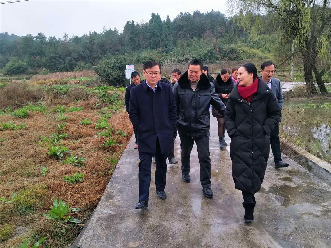 新田县委副书记易先平(左一)在三井镇调研烤烟产业(资料图)