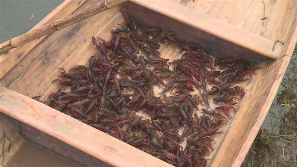 双牌生态养殖小龙虾巩固脱贫见成效