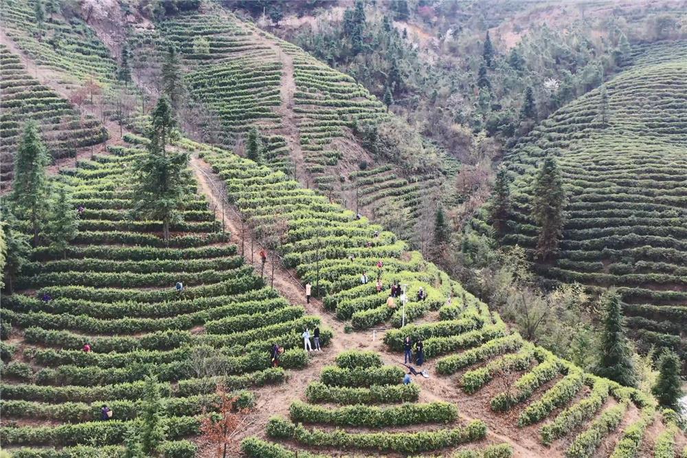 蓝山:三万亩春茶开采_区县动态_市农业农村局_永州市