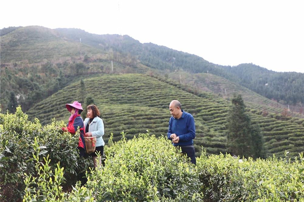 蓝山:三万亩春茶开采_区县动态_市农业农村局_永州市