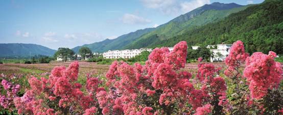 05紫薇花开千家峒
