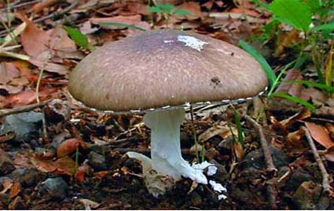 市疾控中心提醒你切勿随意采食毒蘑菇