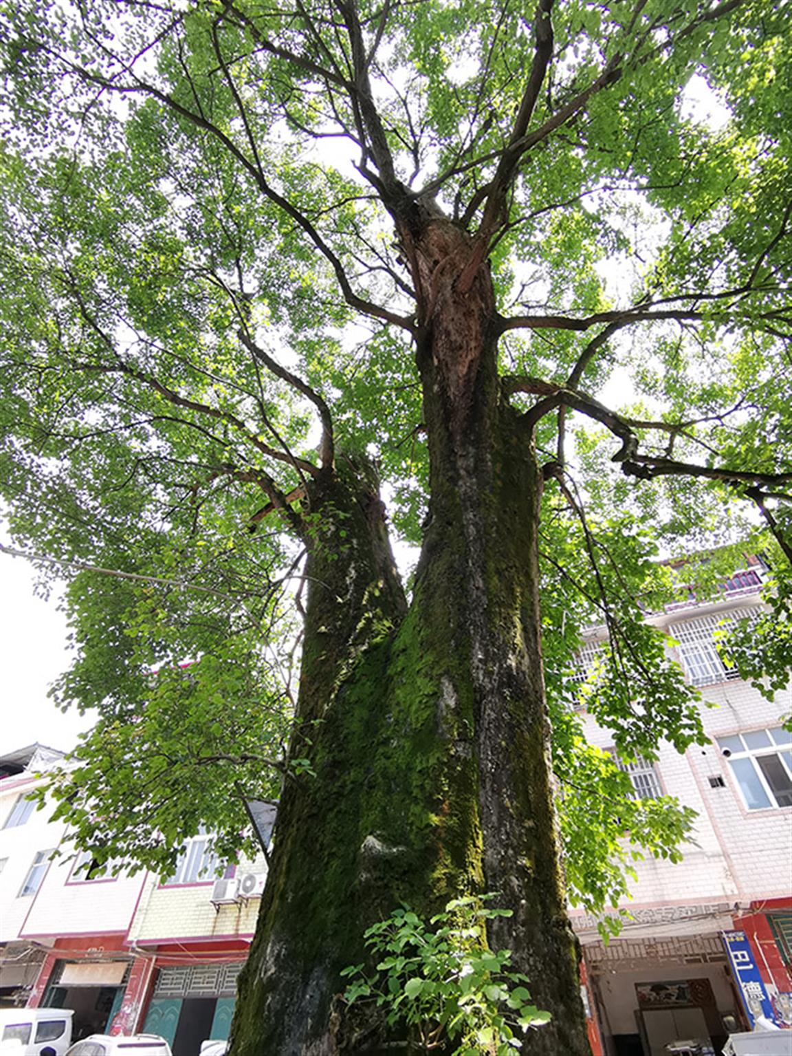 永州一700年古树浴火重生