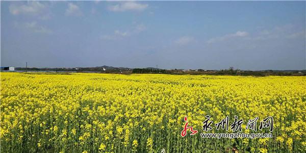 冷水滩区蔡市镇:三月尽芳菲 繁花似锦绣