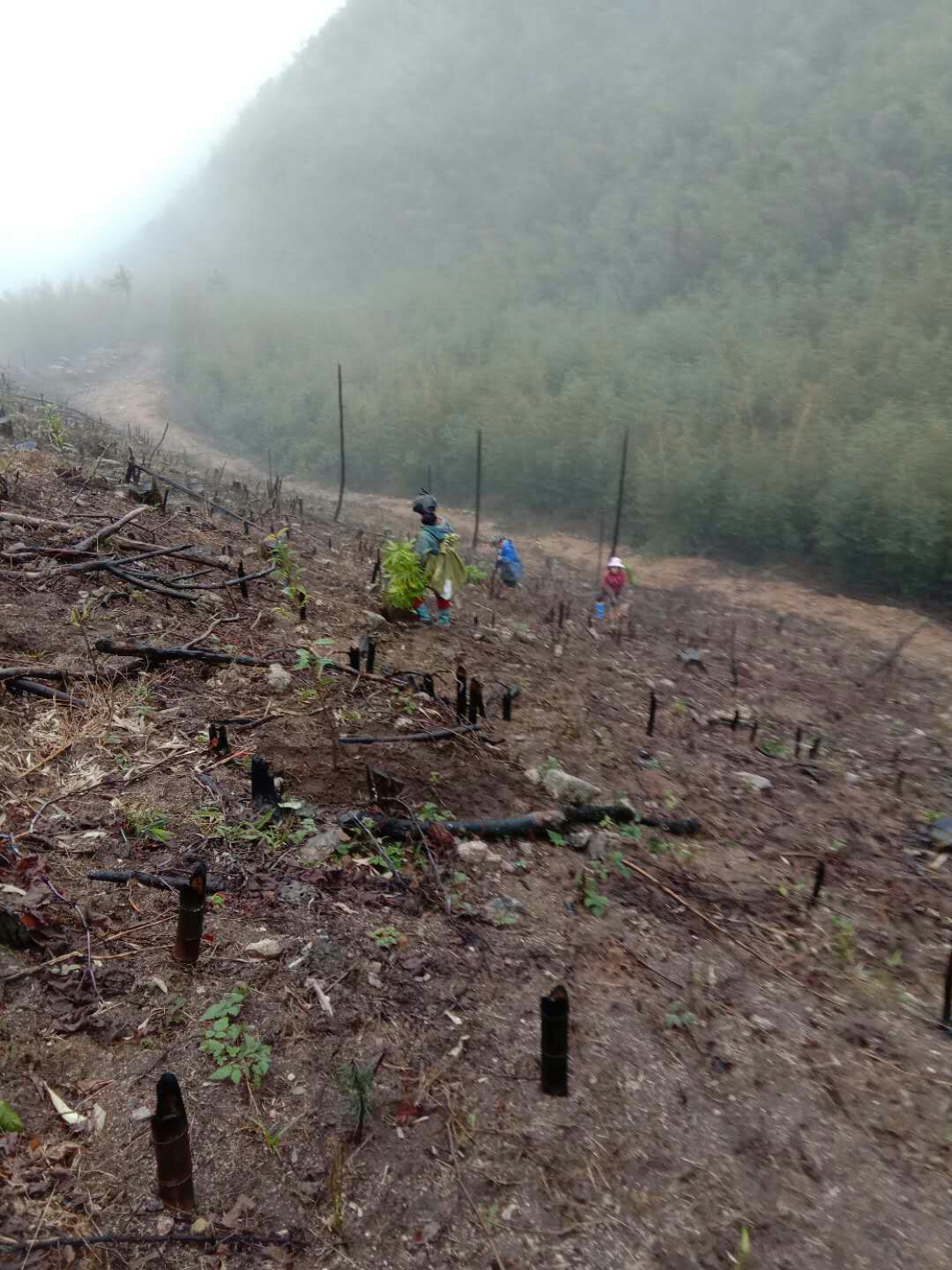 江华国有林场掀起冬春植苗造林高潮_工作动态_市林业局_永州市人民政府
