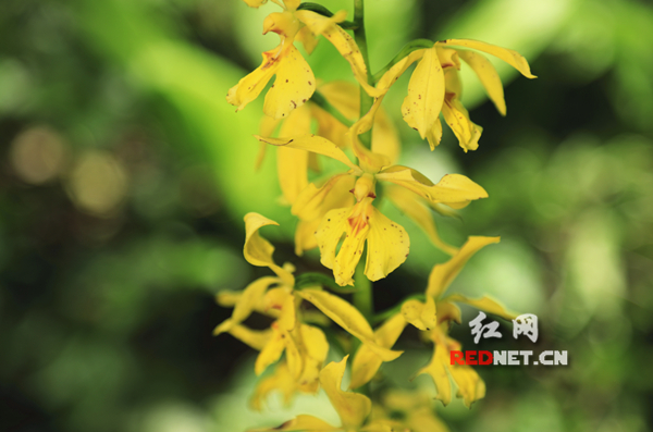 永州市境内首次发现野生大黄花虾脊兰