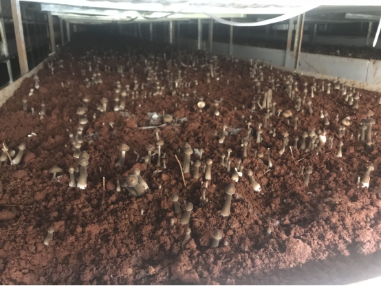 鸡枞菌培植被"急救"后长出新菌苗