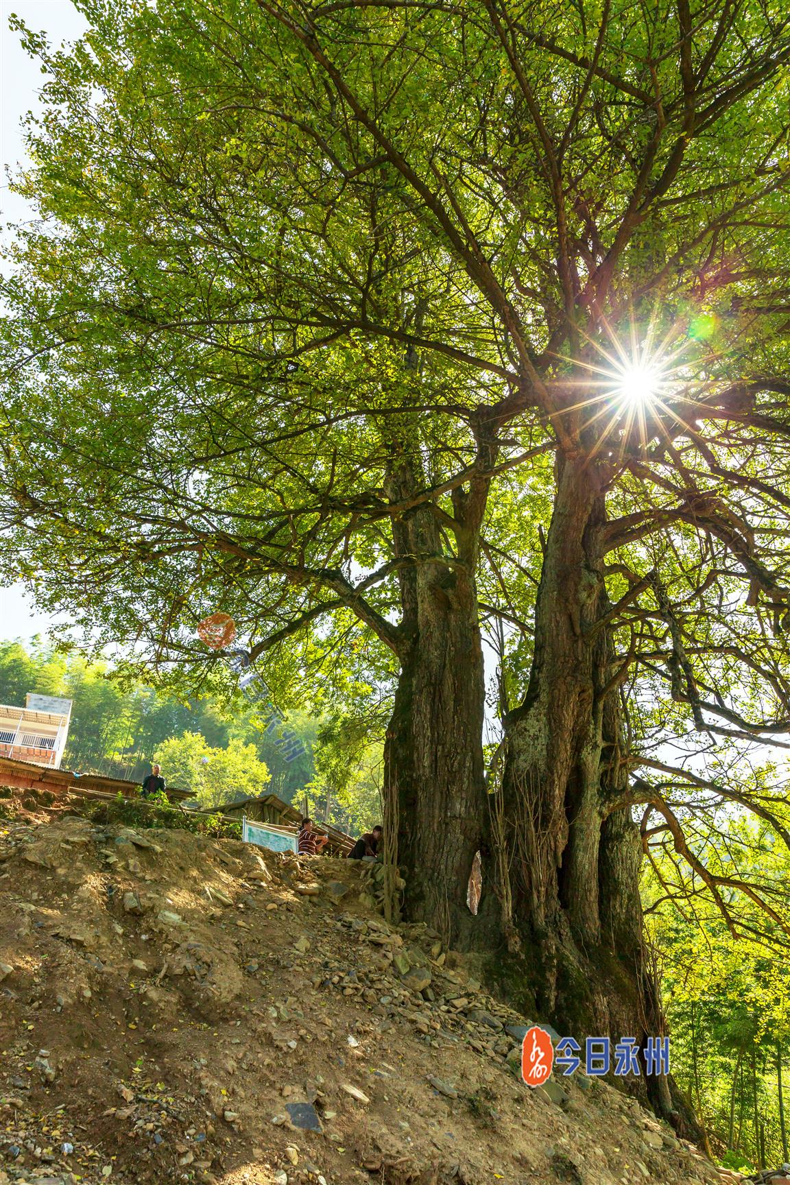 东安2500岁古银杏王枝繁叶茂村民自发守护