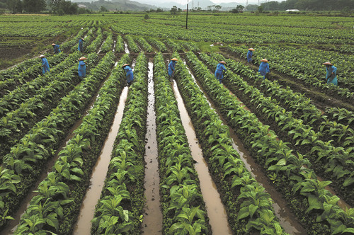 村民烟田忙碌 确保烤烟丰产丰收_图片新闻_永州政府网