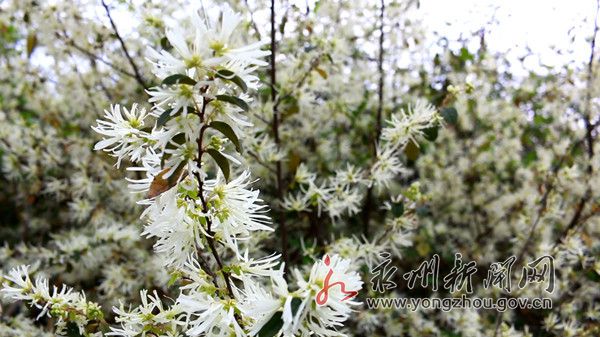 每年三月,这些野生的白檵木便会迎春怒放.