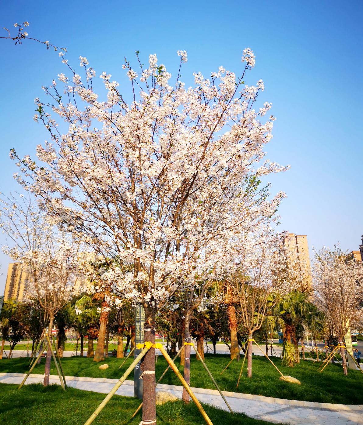 永州最长樱花大道惊艳亮相赶紧去打卡