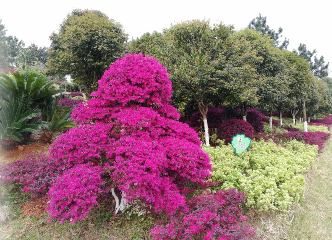 永州市森林植物园让你遇见最美的春光